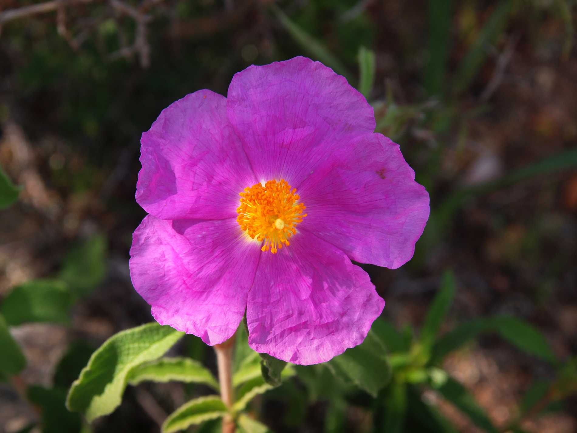 Cistus Creticus Herbal Tea 4 Cistus Creticus Herbal Tea - Image 4