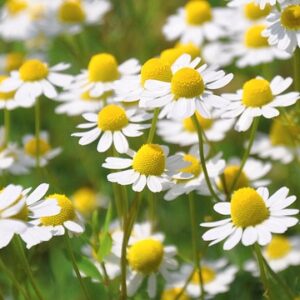 Chamomile | Χαμομήλι