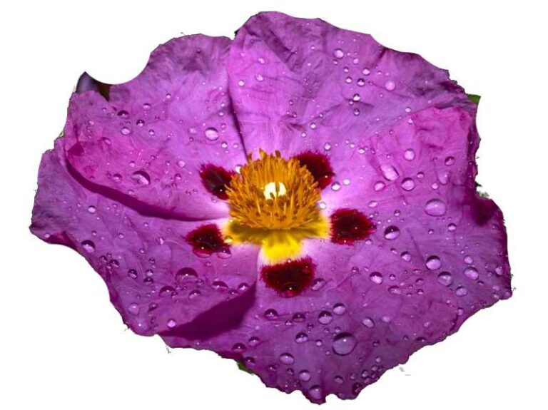 Cistus Creticus Herbal Tea 3 Cistus Creticus Herbal Tea - Image 3