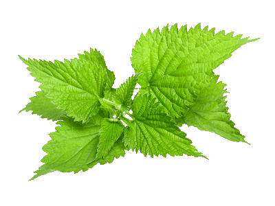 Nettle | Τσουκνίδα 2 Nettle | Τσουκνίδα - Image 2